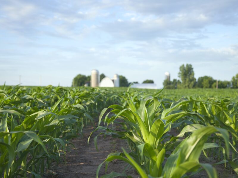 Young Corn Plants in Field with Farm in the Distance